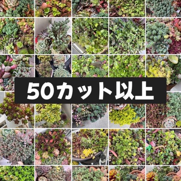 増量中 多肉植物 セダム系ミックス50種類以上 50カット以上