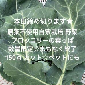 まもなく終了 農薬不使用栽培 自家栽培 こだわり野菜詰め合わせ ブロッコリーの葉っぱ 150g 無農薬野菜 ペットにも☆