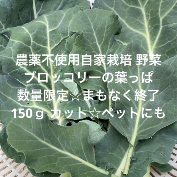 無農薬野菜 自家栽培 こだわり野菜詰め合わせ ブロッコリーの葉っぱ ペットにも★ 即購入可能