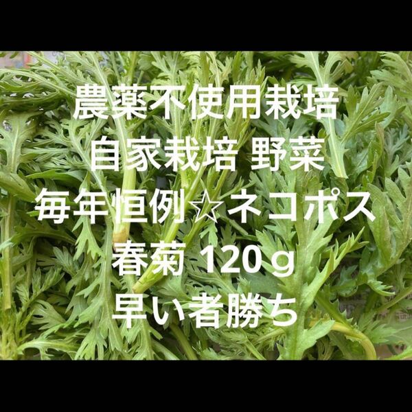 農薬不使用栽培 自家栽培 野菜詰め合わせ 無農薬野菜 春菊
