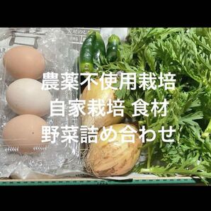 農薬不使用栽培 自家栽培 野菜セット 無農薬野菜詰め合わせ