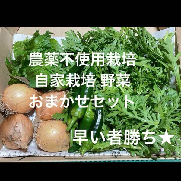 農薬不使用栽培 自家栽培 野菜詰め合わせ 無農薬野菜セッコンパクト発送