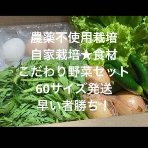 農薬不使用 自家栽培 こだわり野菜詰め合わせ 60サイズ 野菜セット 無農薬野菜 食材★