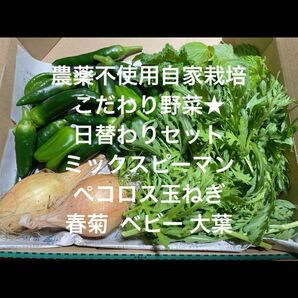 農薬不使用栽培 自家栽培 野菜詰め合わせ 無農薬野菜セット