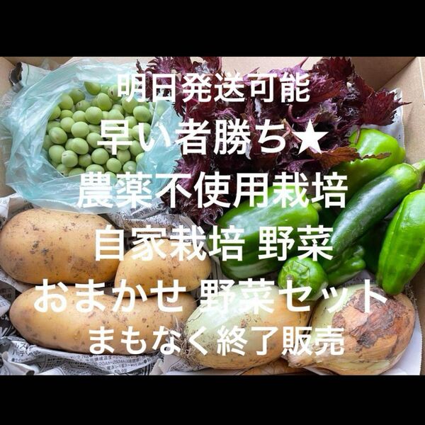 農薬不使用栽培 自家栽培 コンパクト おまかせ 野菜詰め合わせ 無農薬野菜セット