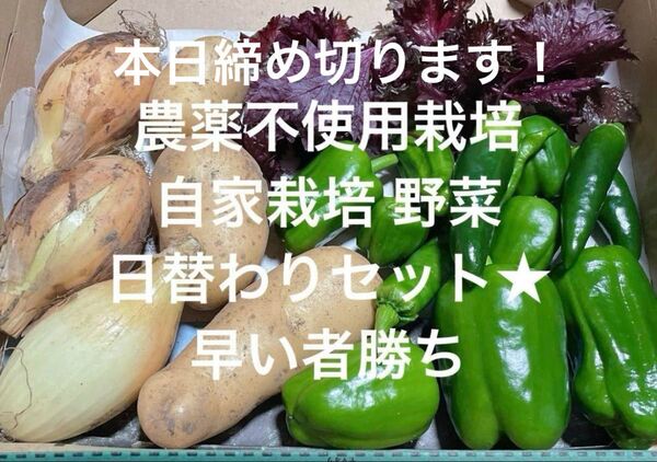 農薬不使用栽培 自家栽培 野菜詰め合わせ 野菜セット 無農薬野菜★ 日替わりセット