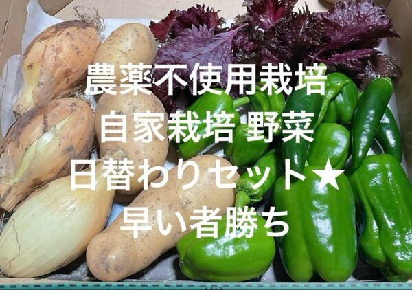 早い者勝ち! 農薬不使用栽培 自家栽培 野菜詰め合わせ 無農薬野菜セット コンパクト発送 即購入可能