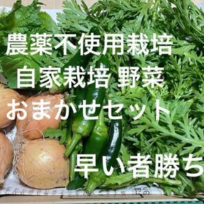農薬不使用栽培 自家栽培 こだわり 無農薬野菜詰め合わせ 野菜セット
