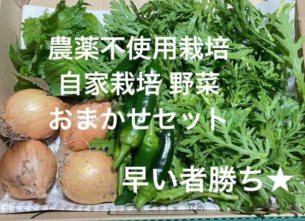農薬不使用栽培 自家栽培 野菜詰め合わせ 野菜セット 無農薬野菜★
