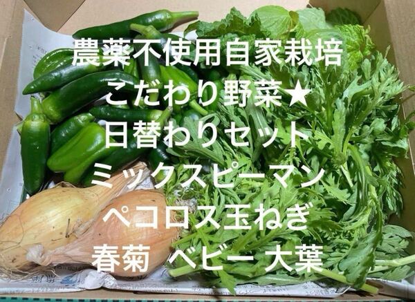 まもなく終了★ 農薬不使用栽培 自家栽培 野菜詰め合わせ 無農薬野菜セット