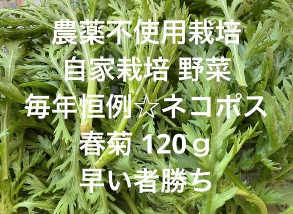 まもなく終了販売 農薬不使用栽培 自家栽培 無農薬野菜詰め合わせ 春菊 菊菜 カット 早い者勝ち★