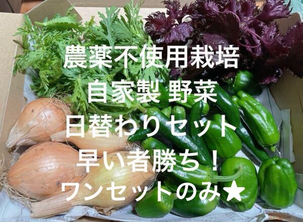 農薬不使用栽培 自家栽培 野菜詰め合わせ 無農薬野菜セット コンパクト発送