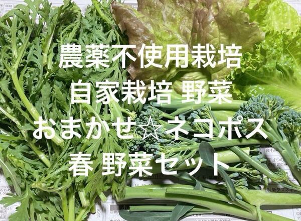 無農薬野菜 自家栽培 こだわり 野菜詰め合わせ ネコポス 野菜セット