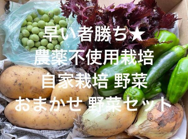 農薬不使用栽培 自家栽培 野菜詰め合わせ 無農薬野菜セット