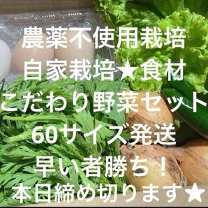 農薬不使用 自家栽培 こだわり野菜詰め合わせ 60サイズ 発送 野菜セット 無農薬野菜 食材★
