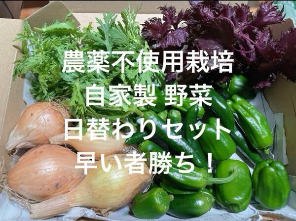 農薬不使用栽培 自家栽培 野菜詰め合わせ 日替わり 無農薬野菜セット