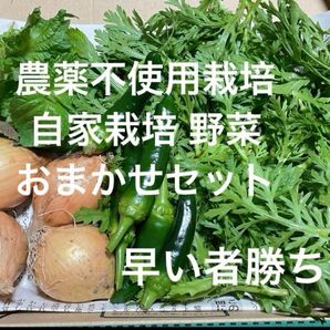 農薬不使用栽培 自家栽培 こだわり野菜詰め合わせ 野菜セット 無農薬野菜★