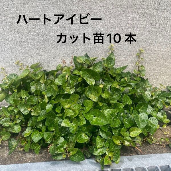 【観葉植物】ハート アイビー(へデラ) カット苗 10 本
