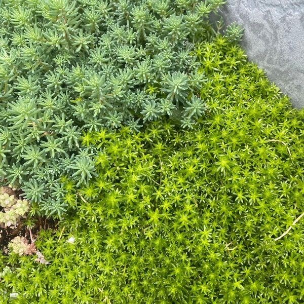【多肉植物 セダム】細葉万年草 パリダム ミックス2種 カット苗