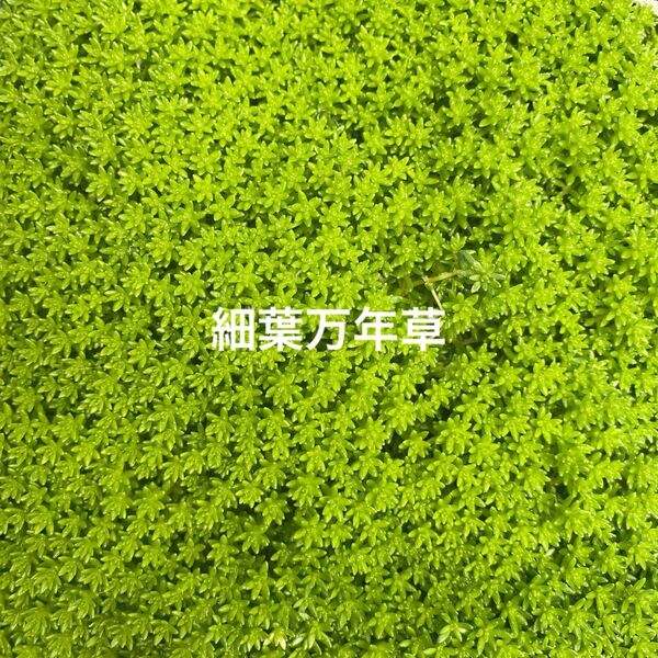 多肉植物 セダム 細葉万年草 カット苗 抜き苗 ミックス