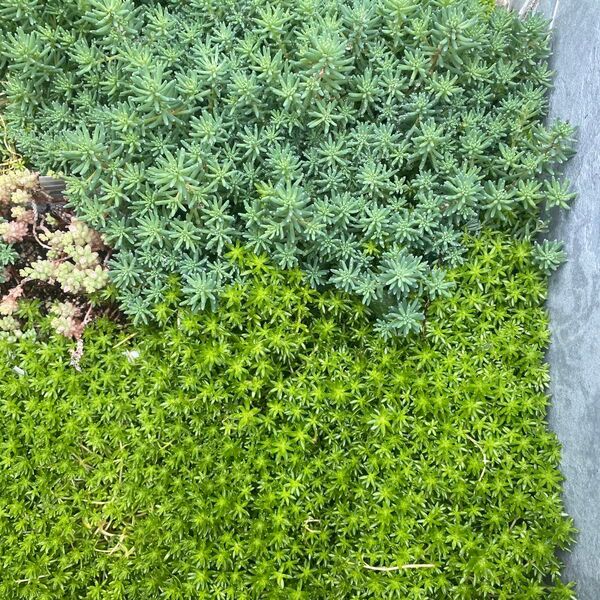 多肉植物 セダム パリダム 細葉万年草 ミックス2種 カット苗 抜き苗