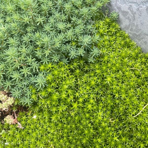 【多肉植物 セダム】細葉万年草 パリダム ミックス2種 カット苗