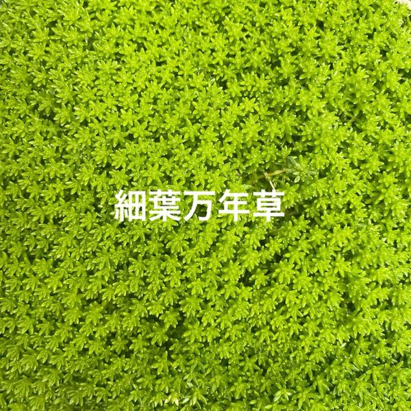 多肉植物 セダム 細葉万年草 カット苗 抜き苗 グランドカバー