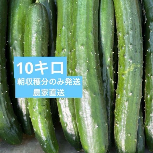 きゅうり 10キロ 10kg 農家直送 新鮮野菜 キュウリ 胡瓜 宮崎県産