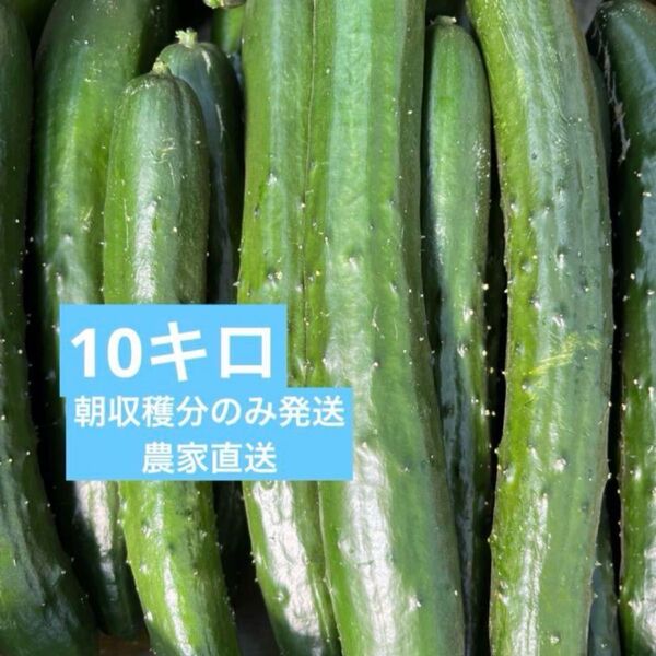 きゅうり 10キロ 10kg 農家直送 新鮮野菜 キュウリ 胡瓜 宮崎県産