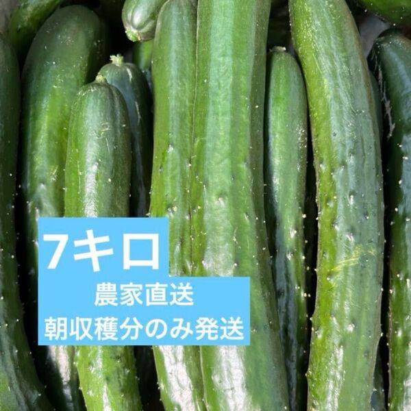 きゅうり 7キロ 農家直送 新鮮野菜 キュウリ 胡瓜 宮崎県産