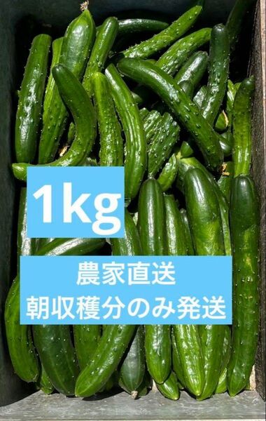 きゅうり 1kg 1キロ 農家直送 新鮮野菜 キュウリ 胡瓜 宮崎県産 サプリ