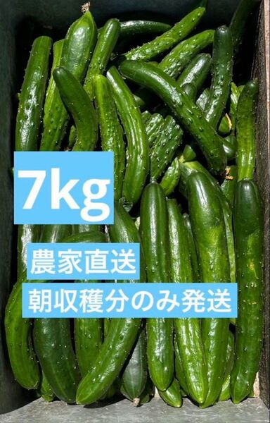 きゅうり 7キロ 農家直送 新鮮野菜 キュウリ 胡瓜 宮崎県産