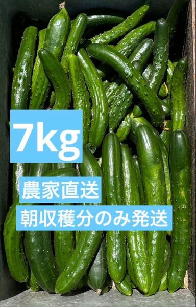 きゅうり 7キロ 7kg 農家直送 新鮮野菜 キュウリ 胡瓜 宮崎県産