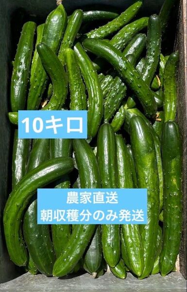 きゅうり 10キロ 10kg 農家直送 新鮮野菜 キュウリ 胡瓜 宮崎県産