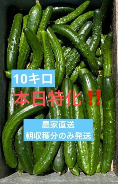 きゅうり 10キロ 10kg 農家直送 新鮮野菜 キュウリ 胡瓜 宮崎県産