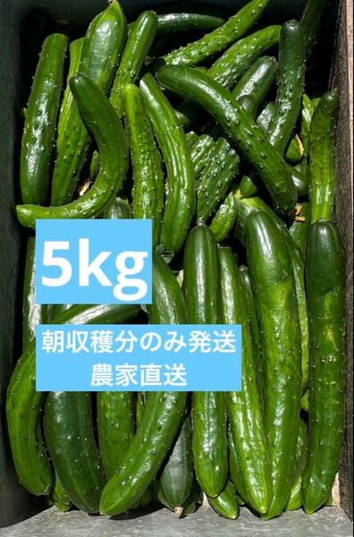 きゅうり 5キロ 5kg 農家直送 新鮮野菜 キュウリ 胡瓜 宮崎県産