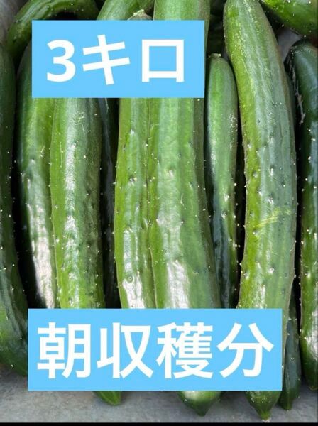 きゅうり 3キロ 新鮮野菜 キュウリ 胡瓜 3kg 宮崎県産