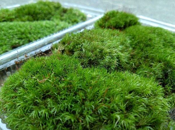 天然 山苔 ☆ 3パック ホソバオキナゴケ 盆栽 苔玉 アクアリウム 苔