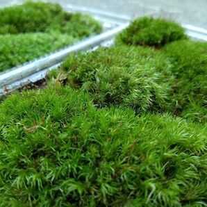 天然 山苔 ☆ 3パック ホソバオキナゴケ 盆栽 苔玉 アクアリウム 苔 テラリウム 盆栽