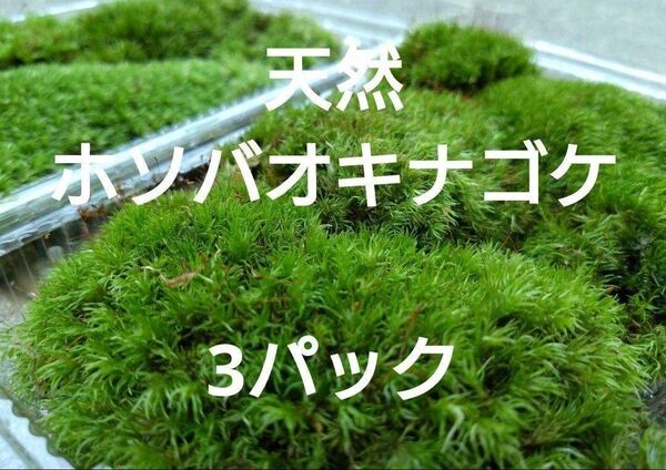 ☆天然 山苔 ☆ 3パック ホソバオキナゴケ 盆栽 苔玉 アクアリウム 苔 グランドカバー