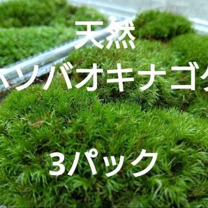 天然 山苔 ☆ 3パック ホソバオキナゴケ 盆栽 苔玉 アクアリウム 苔 グランドカバー
