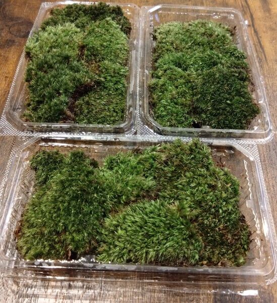 ☆天然 山苔 ☆ 3パック ホソバオキナゴケ 盆栽 苔玉 アクアリウム