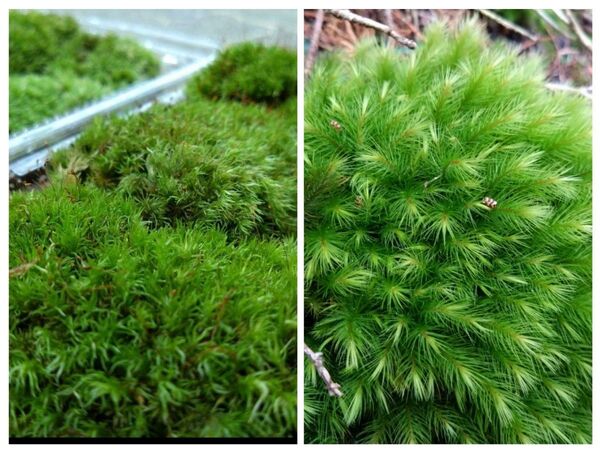【天然 山苔 】2種類セット ホソバオキナゴケ ヒノキゴケ 盆栽 苔 植物詰め合わせ