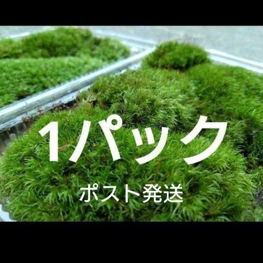 【天然 山苔 】1パック ホソバオキナゴケ 盆栽 苔玉 アクアリウム 天然 No3