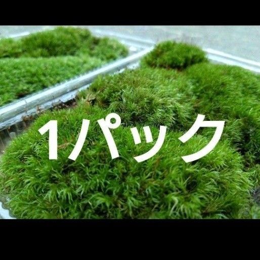 【天然 山苔 】1パック ホソバオキナゴケ 盆栽 苔玉 アクアリウム テラリウム 苔