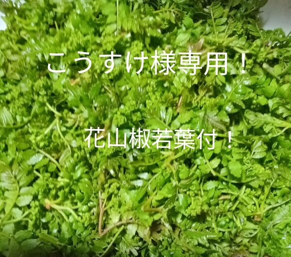 青森県産天然自生花山椒若葉付 100g+10g!