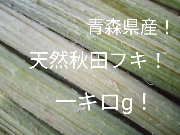 青森県産天然秋田フキ 1kg!