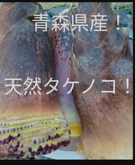 青森県産天然たけのこ5キロg程度!