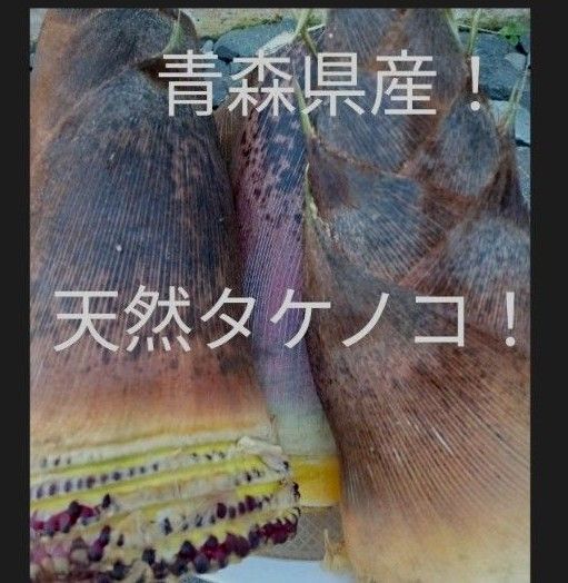 青森県産天然たけのこ5キロg程度!
