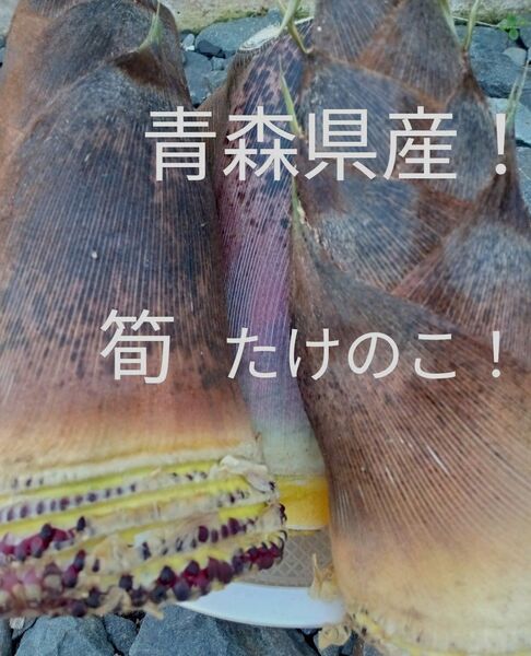 青森県産天然タケノコ!